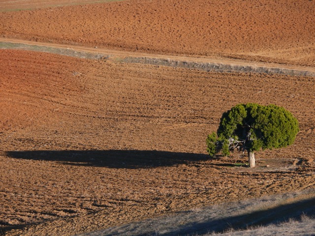 Juniperus foetidissima