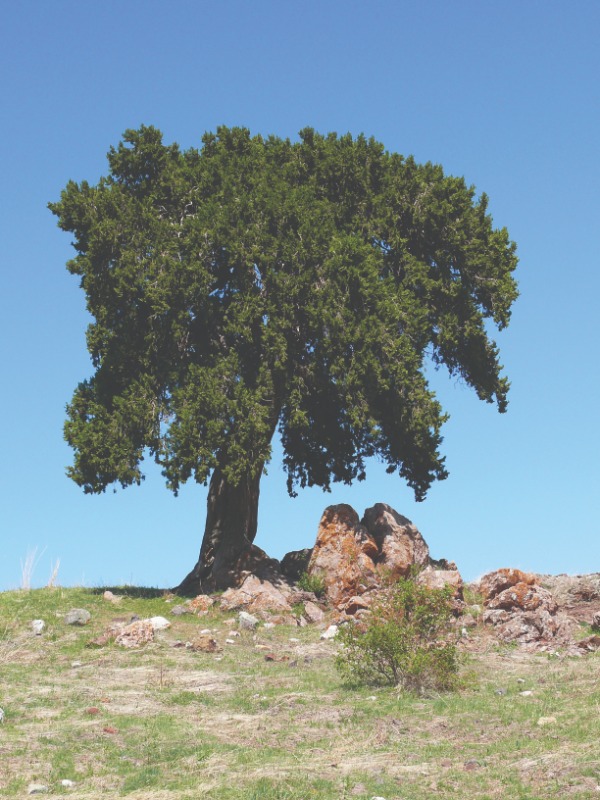 Juniperus foetidissima