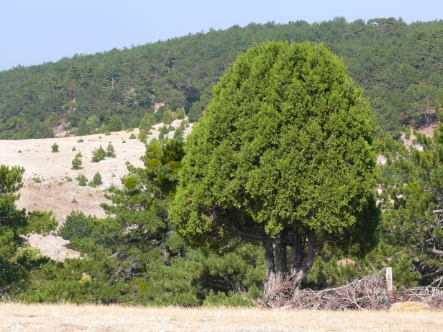 Juniperus foetidissima