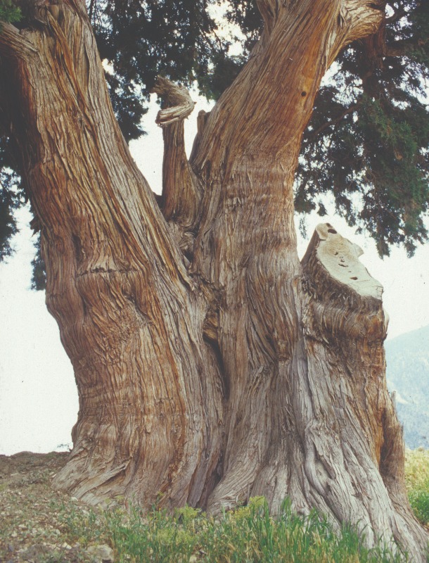 Juniperus foetidissima