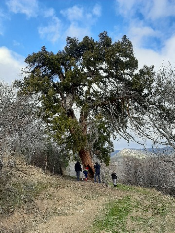 Juniperus foetidissima