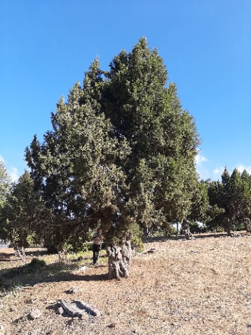 Juniperus foetidissima