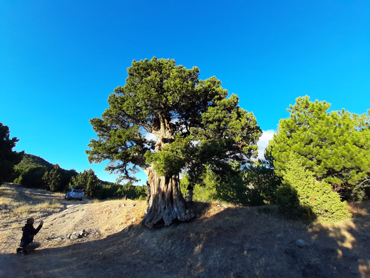Juniperus foetidissima