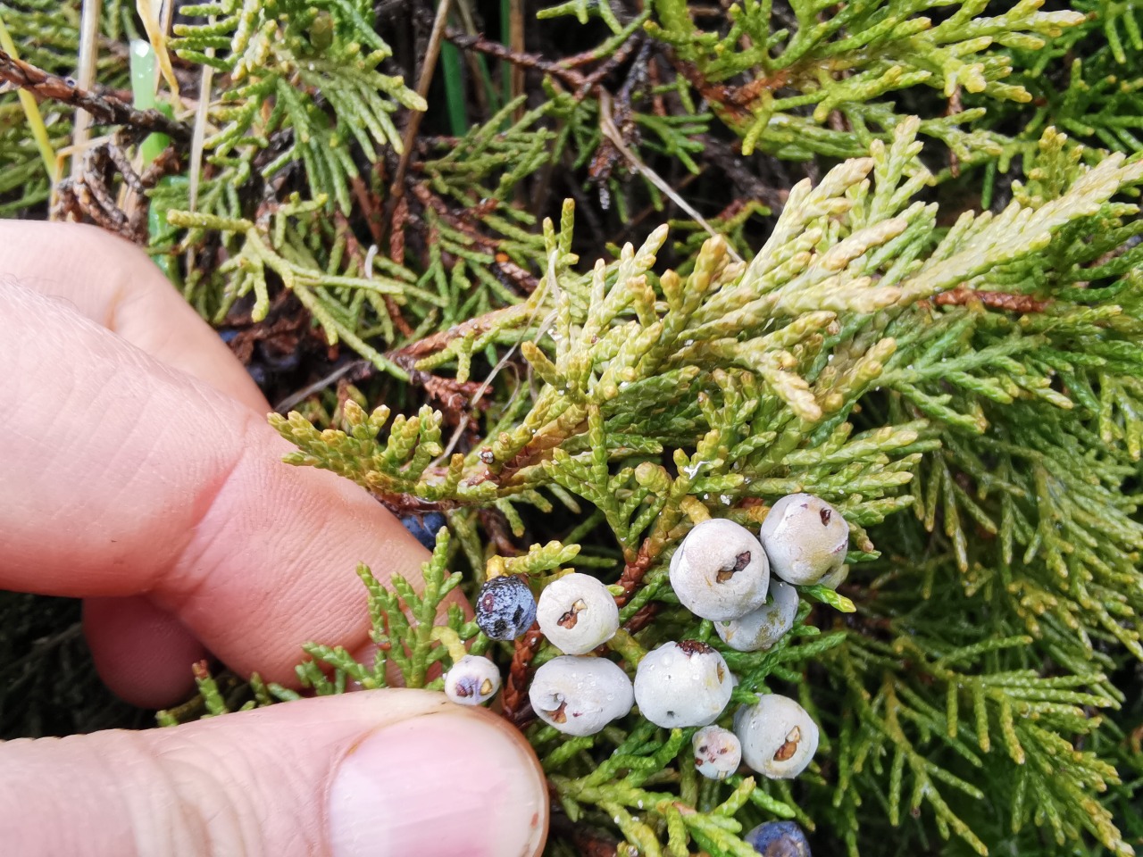 Juniperus foetidissima