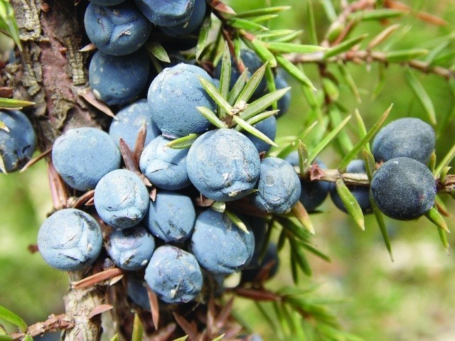 Juniperus communis