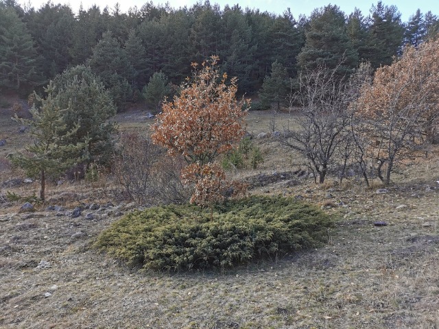 Juniperus communis