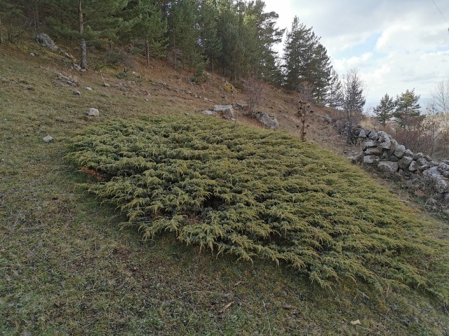 Juniperus communis