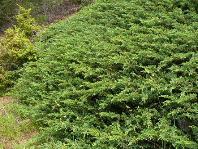 Juniperus communis