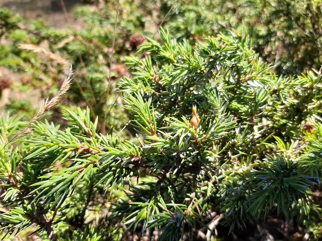 Juniperus communis