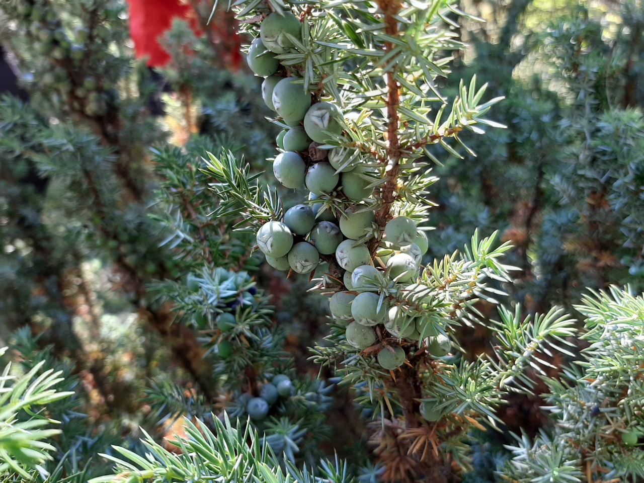 Juniperus communis