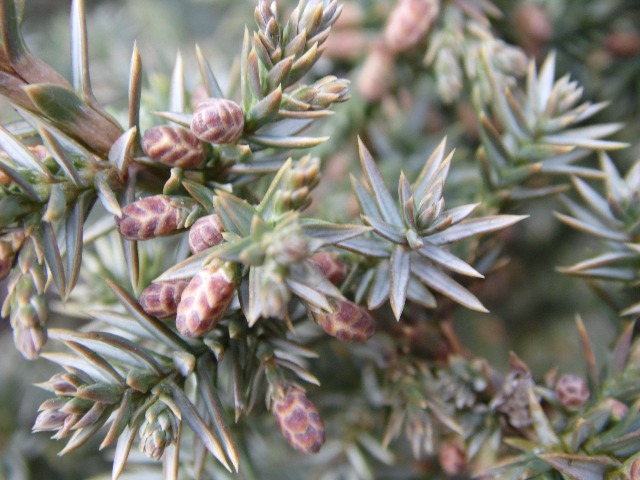 Juniperus communis