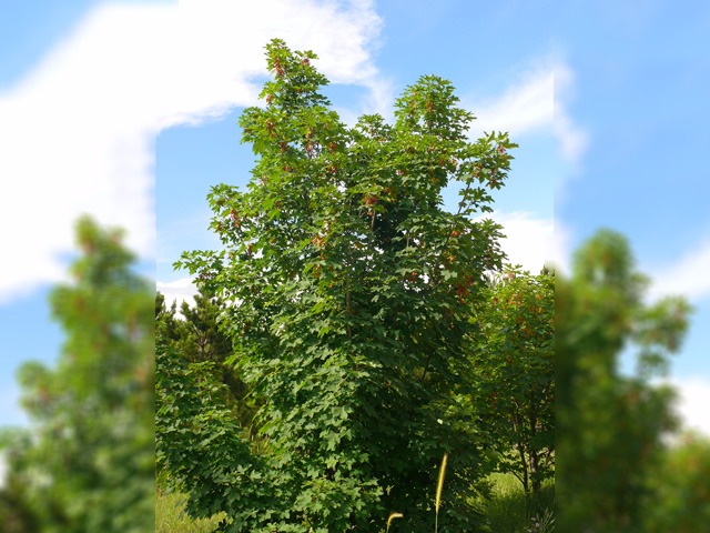 Acer pseudoplatanus