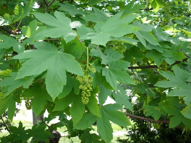 Acer pseudoplatanus