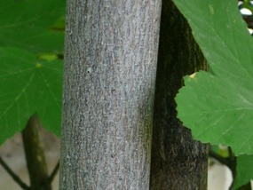 Acer pseudoplatanus