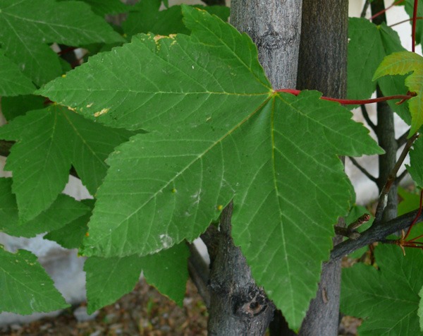 Acer pseudoplatanus