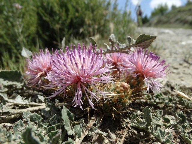 Centaurea urvillei