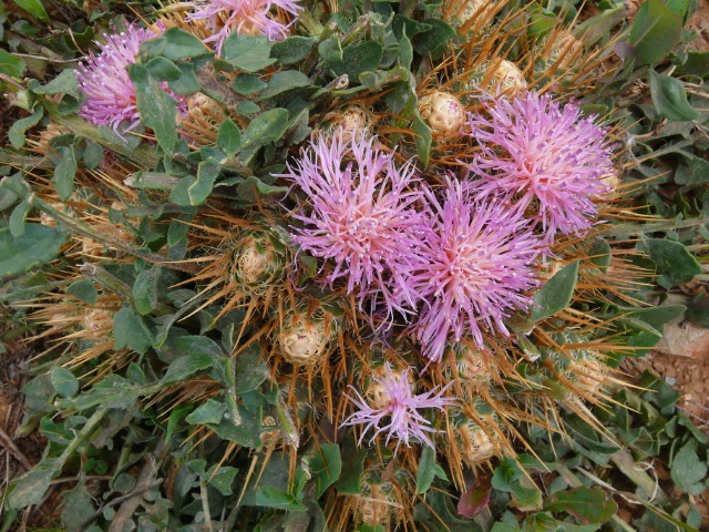 Centaurea urvillei