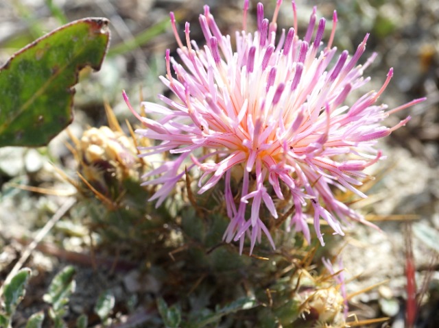 Centaurea urvillei