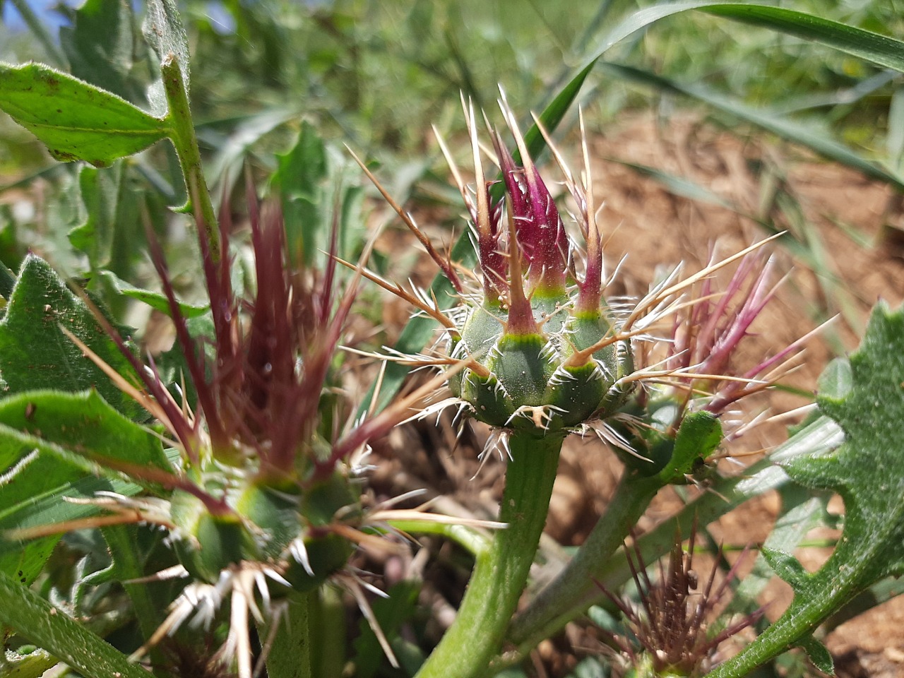 Centaurea urvillei