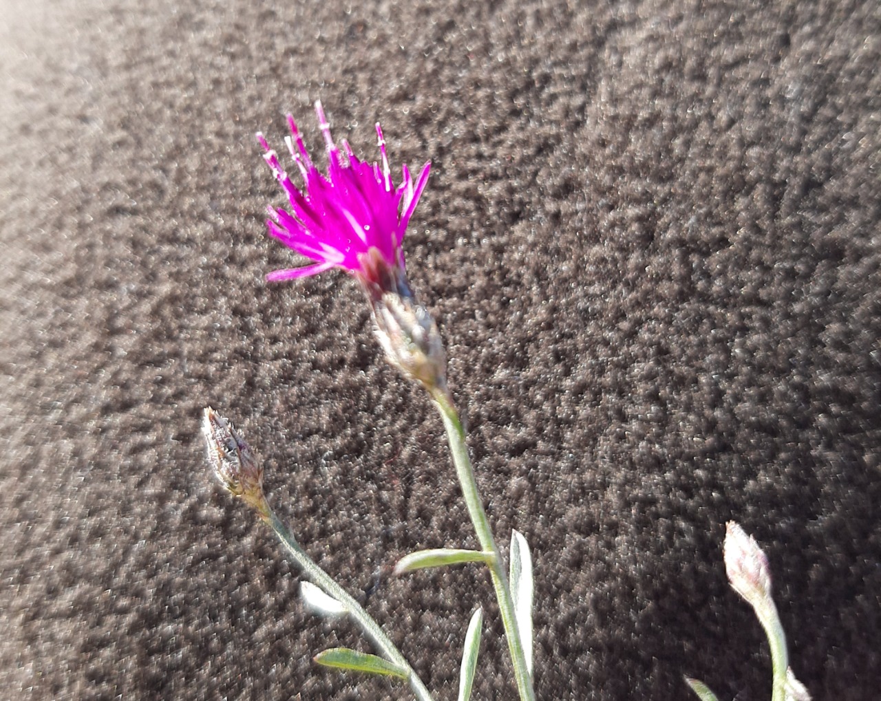 Centaurea virgata