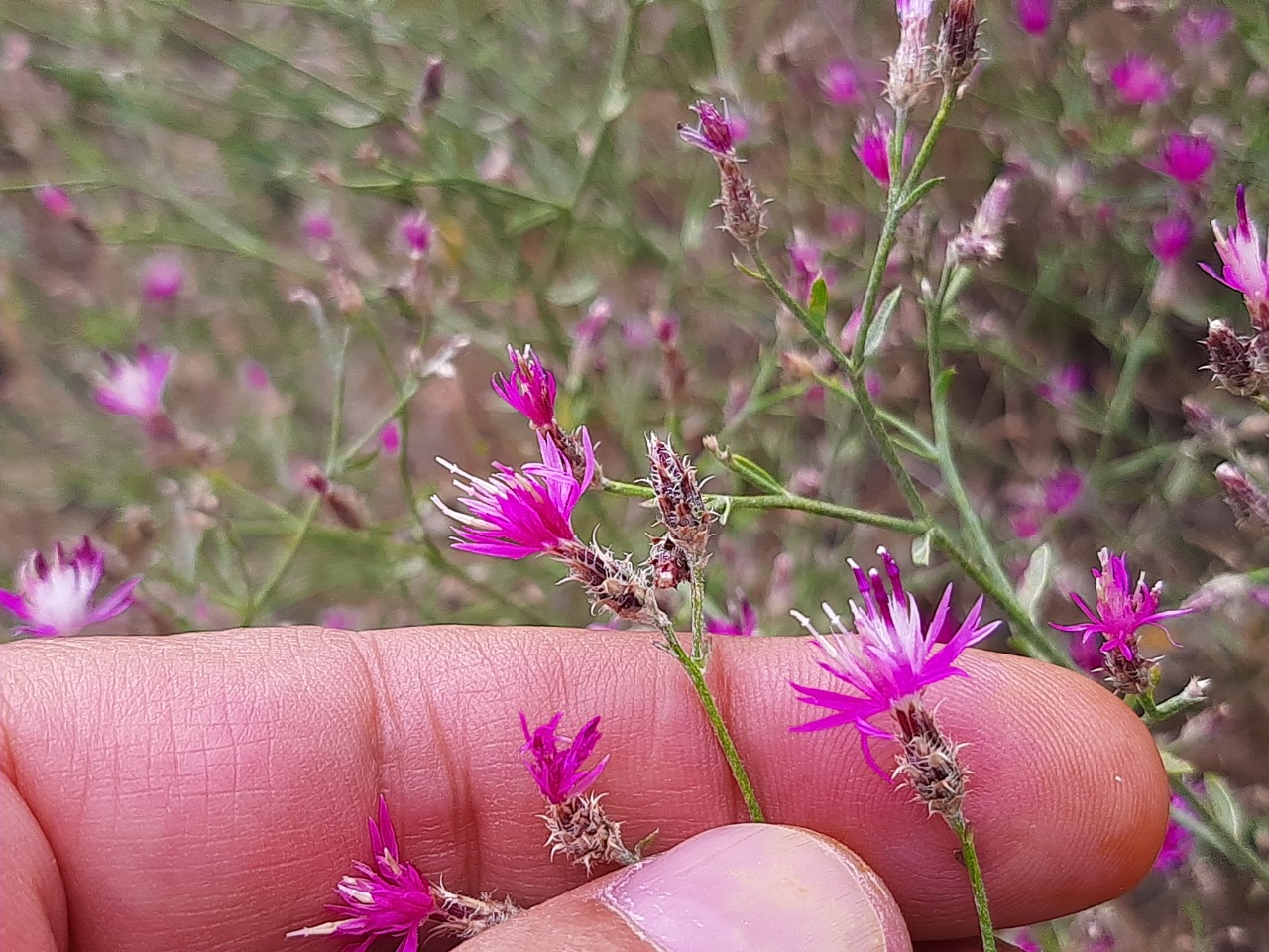Centaurea virgata