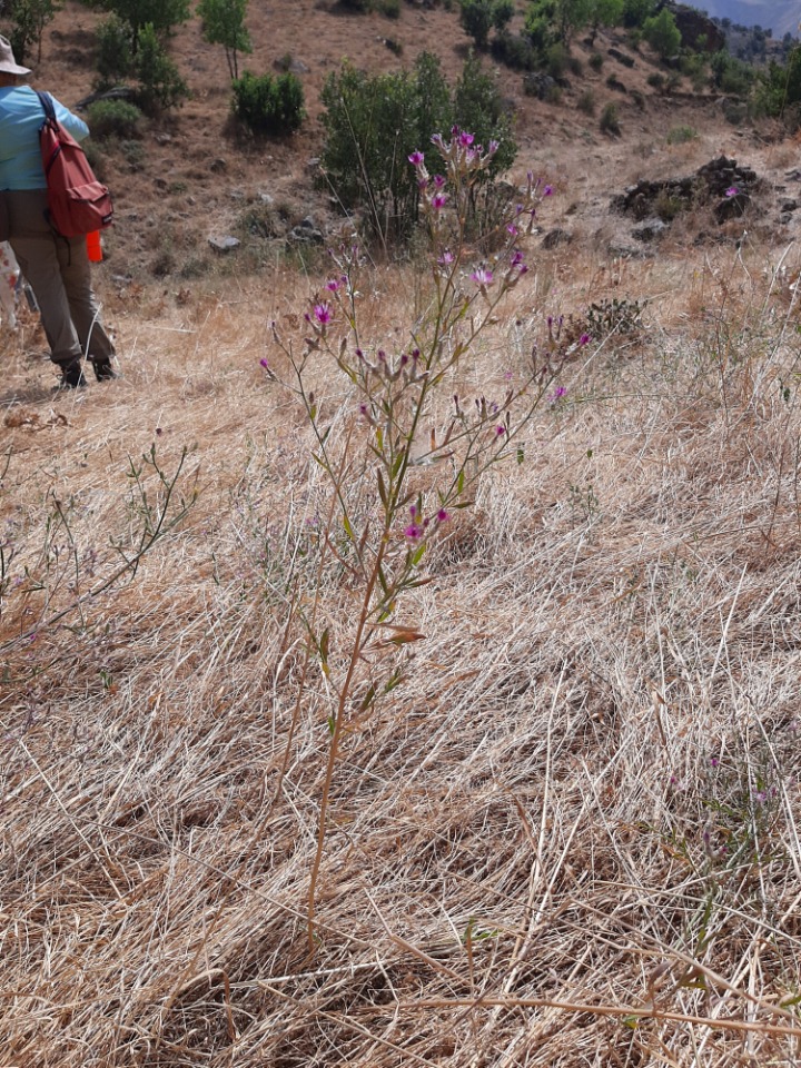 Centaurea virgata