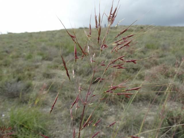 Chrysopogon gryllus subsp. gryllus