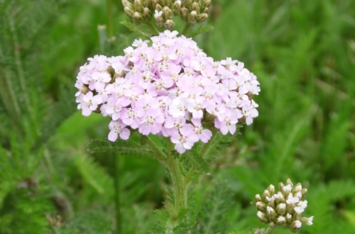 Achillea sp.