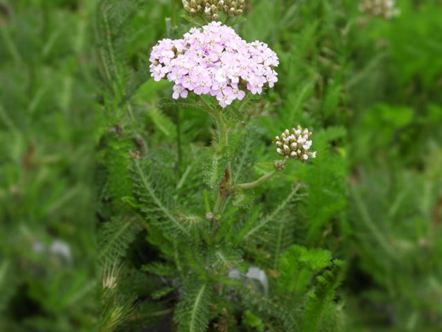 Achillea sp.