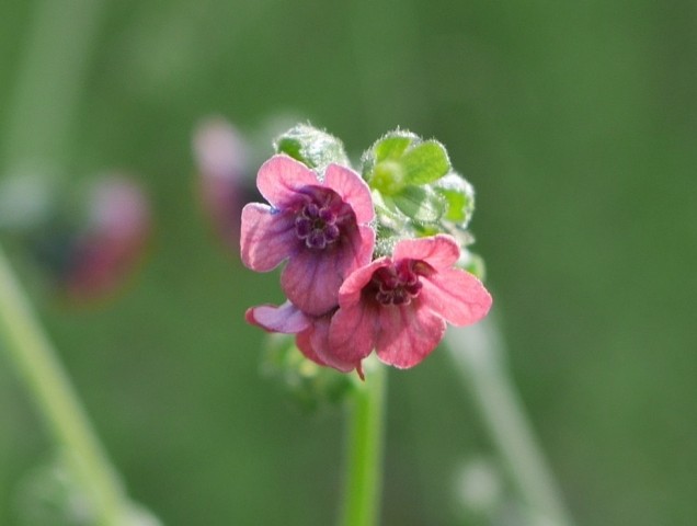 Cynoglossum montanum