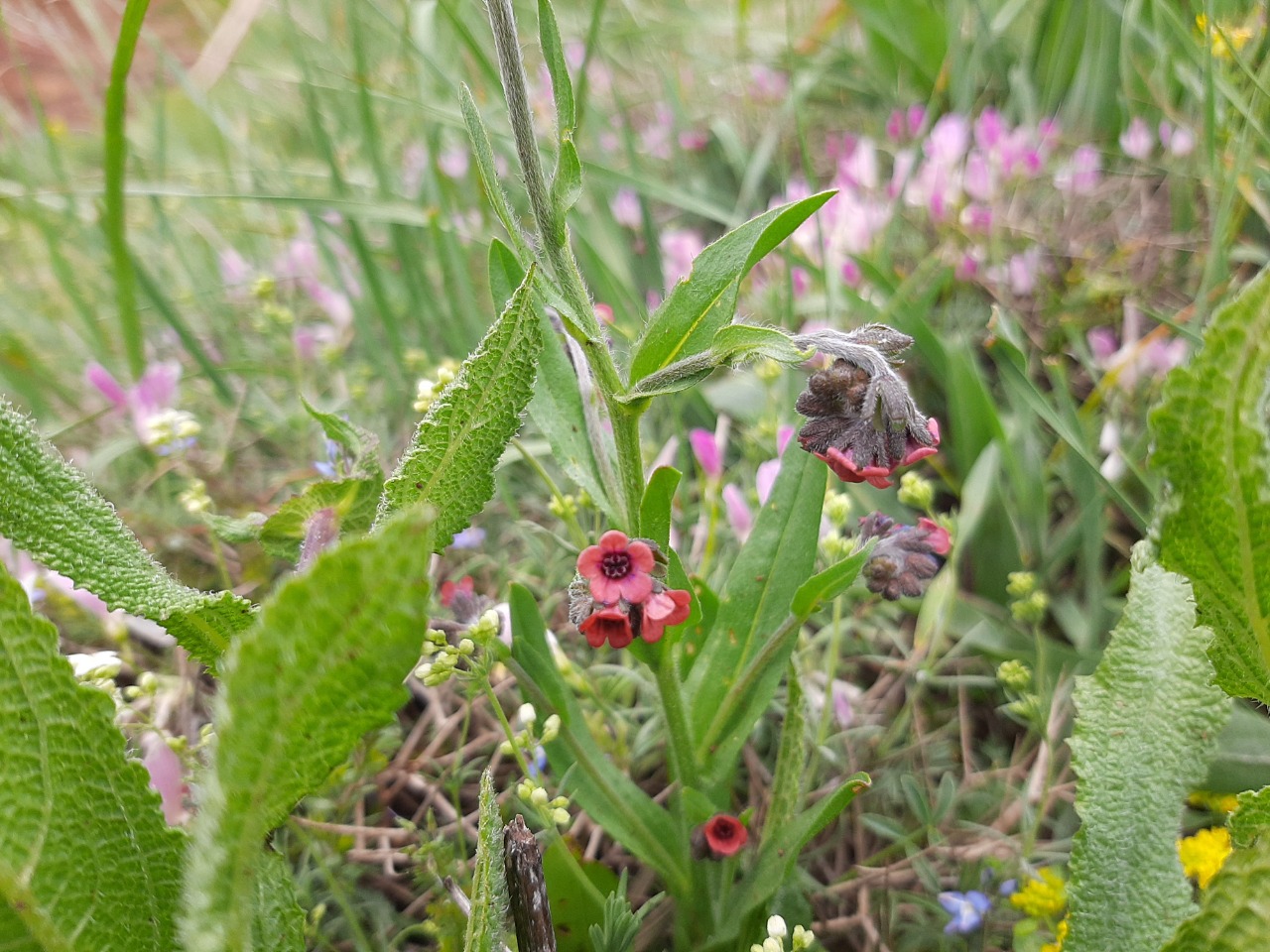 Cynoglossum montanum