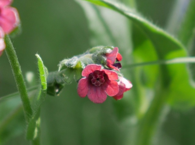 Cynoglossum montanum