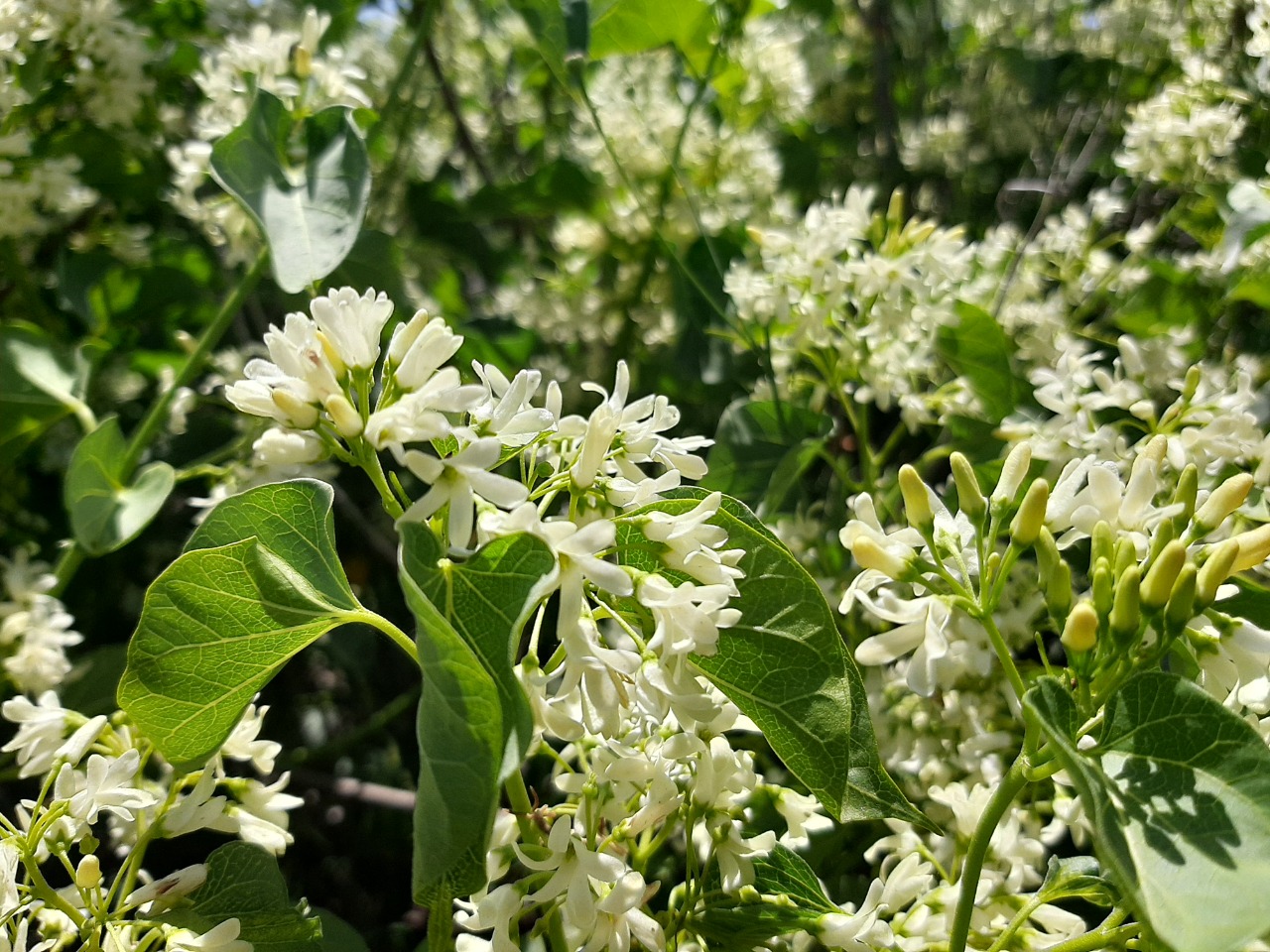 Cionura erecta
