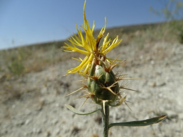 Centaurea solstitialis