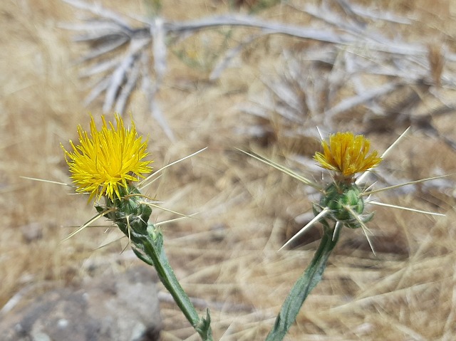 Centaurea solstitialis