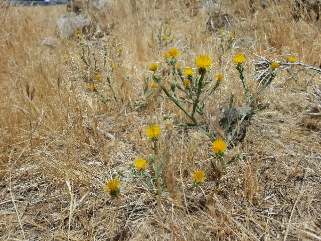 Centaurea solstitialis