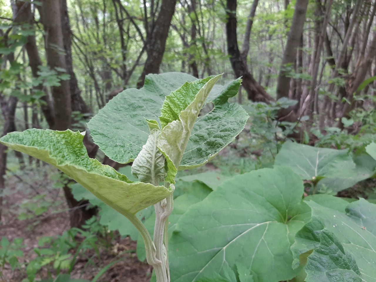 Arctium minus