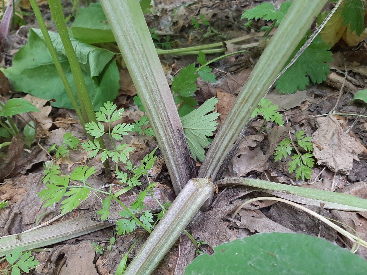 Arctium minus