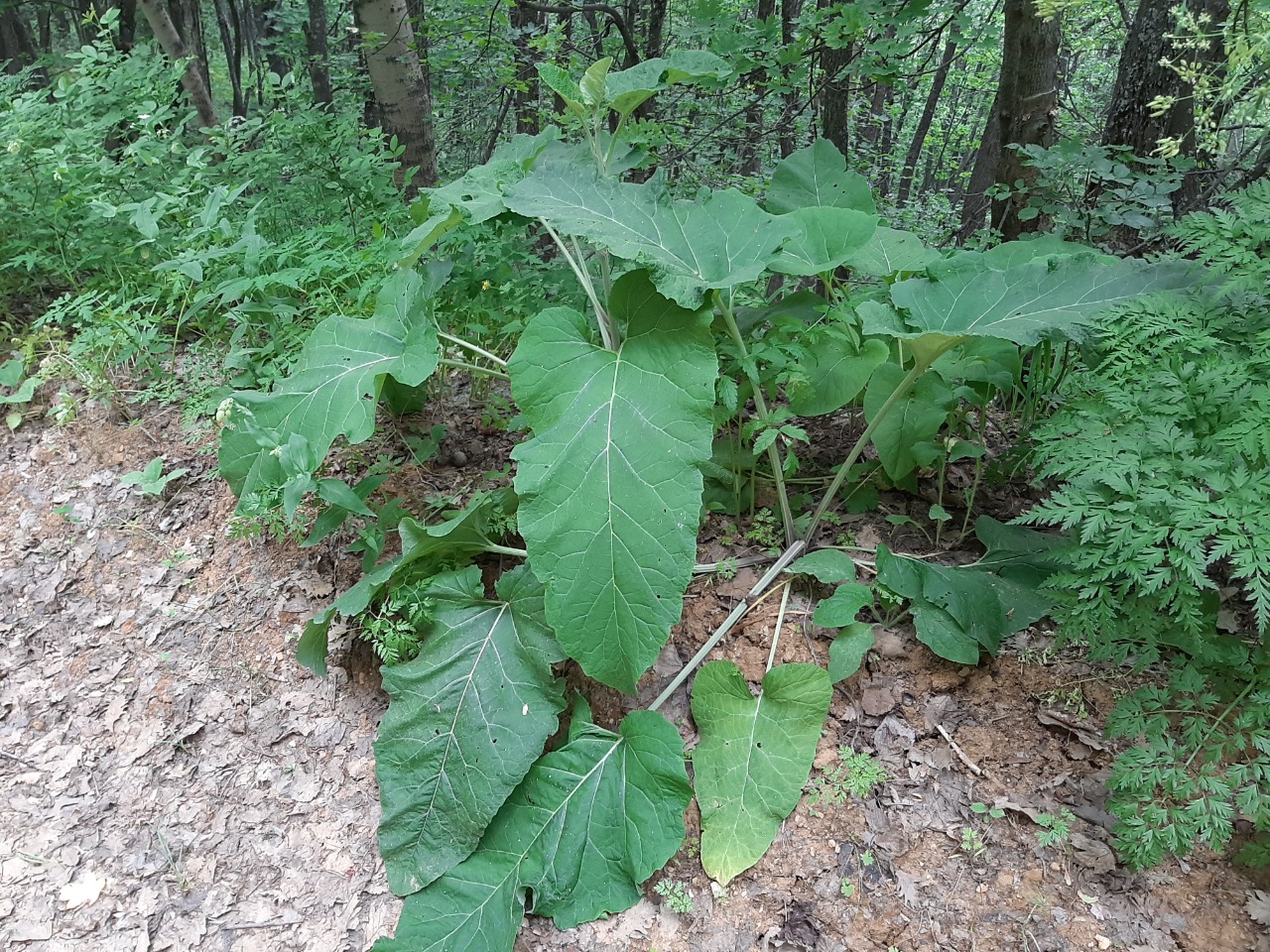 Arctium minus