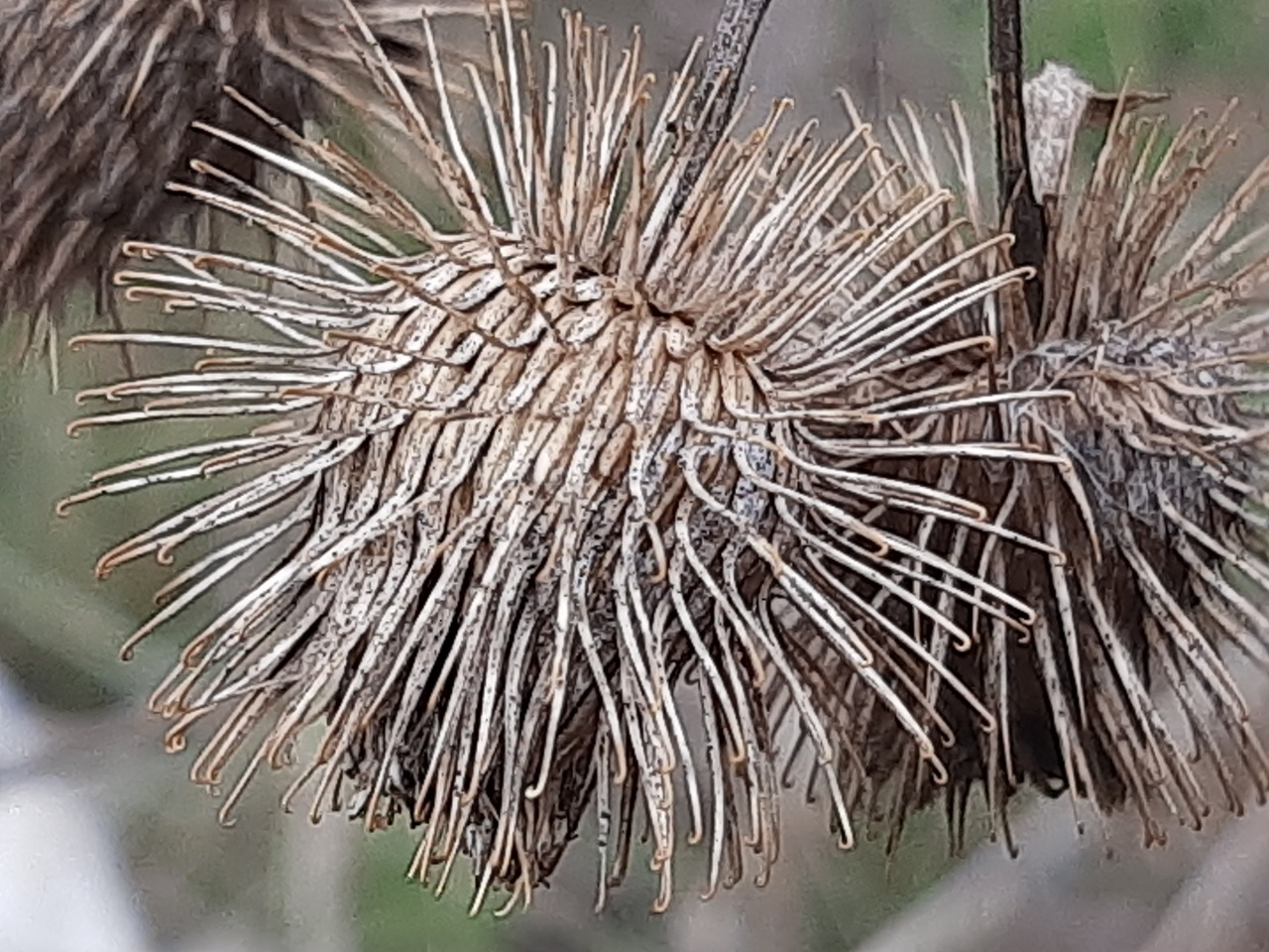 Arctium minus