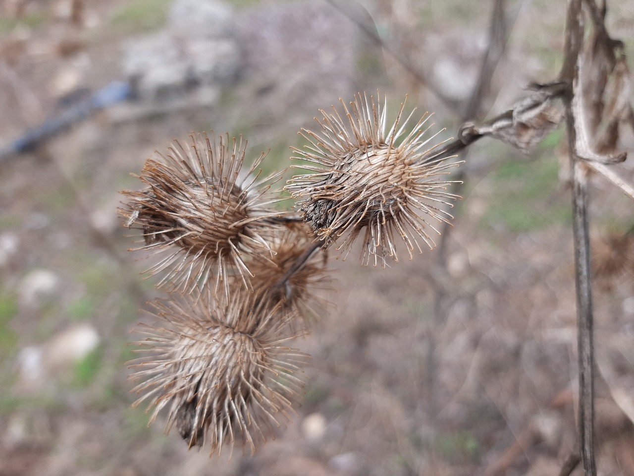 Arctium minus