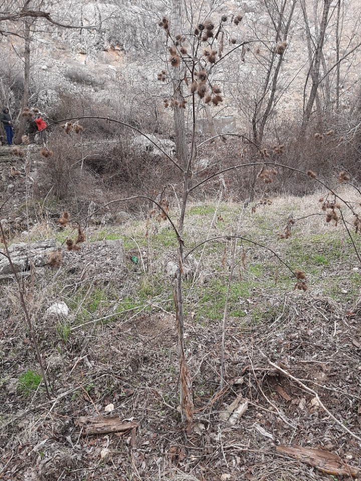 Arctium minus