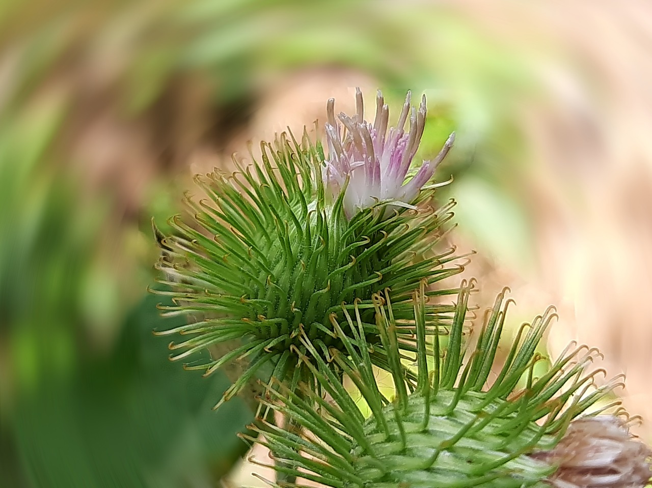Arctium minus