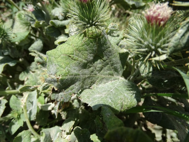 Arctium minus