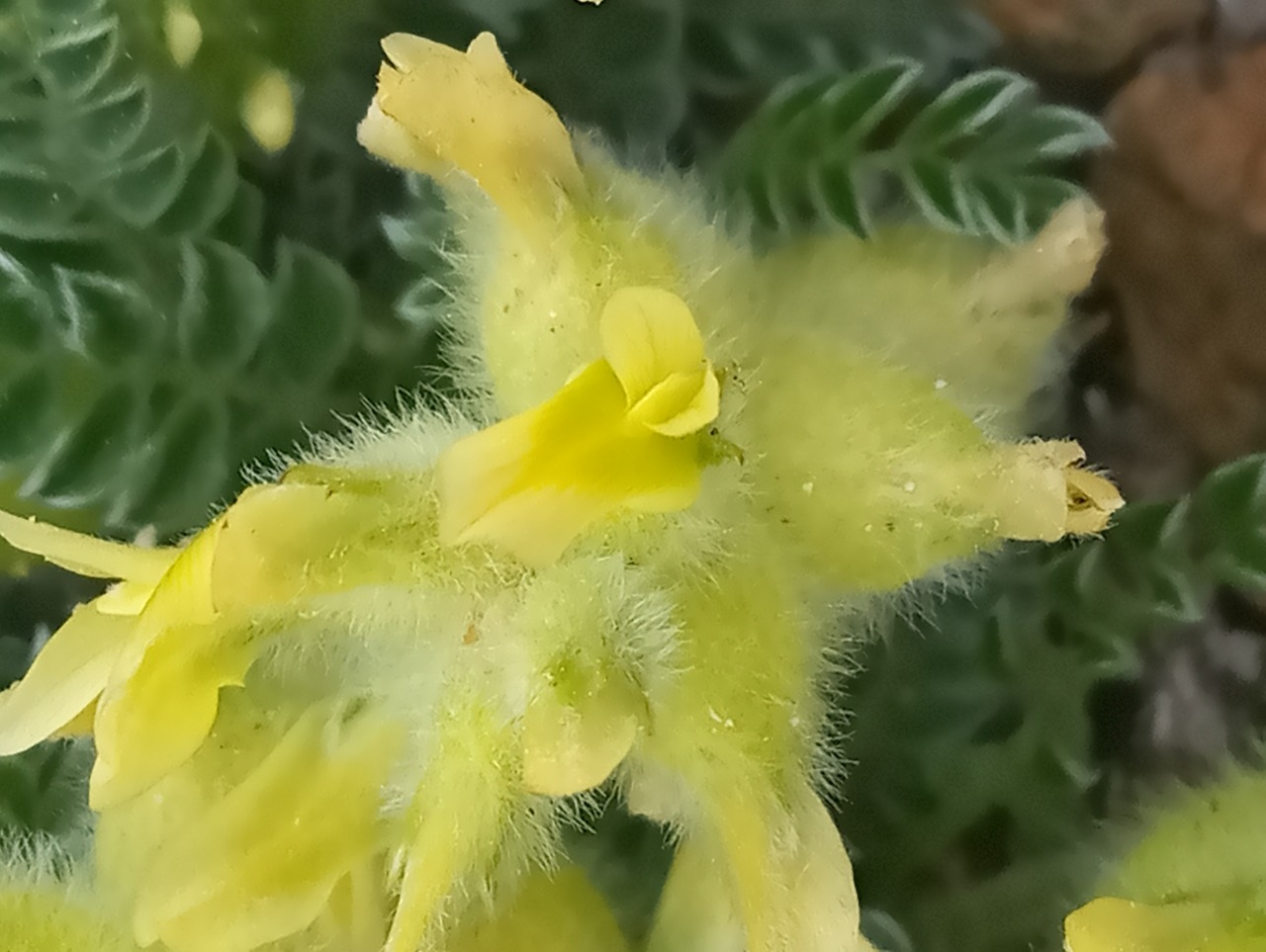 Astragalus vulnerariae