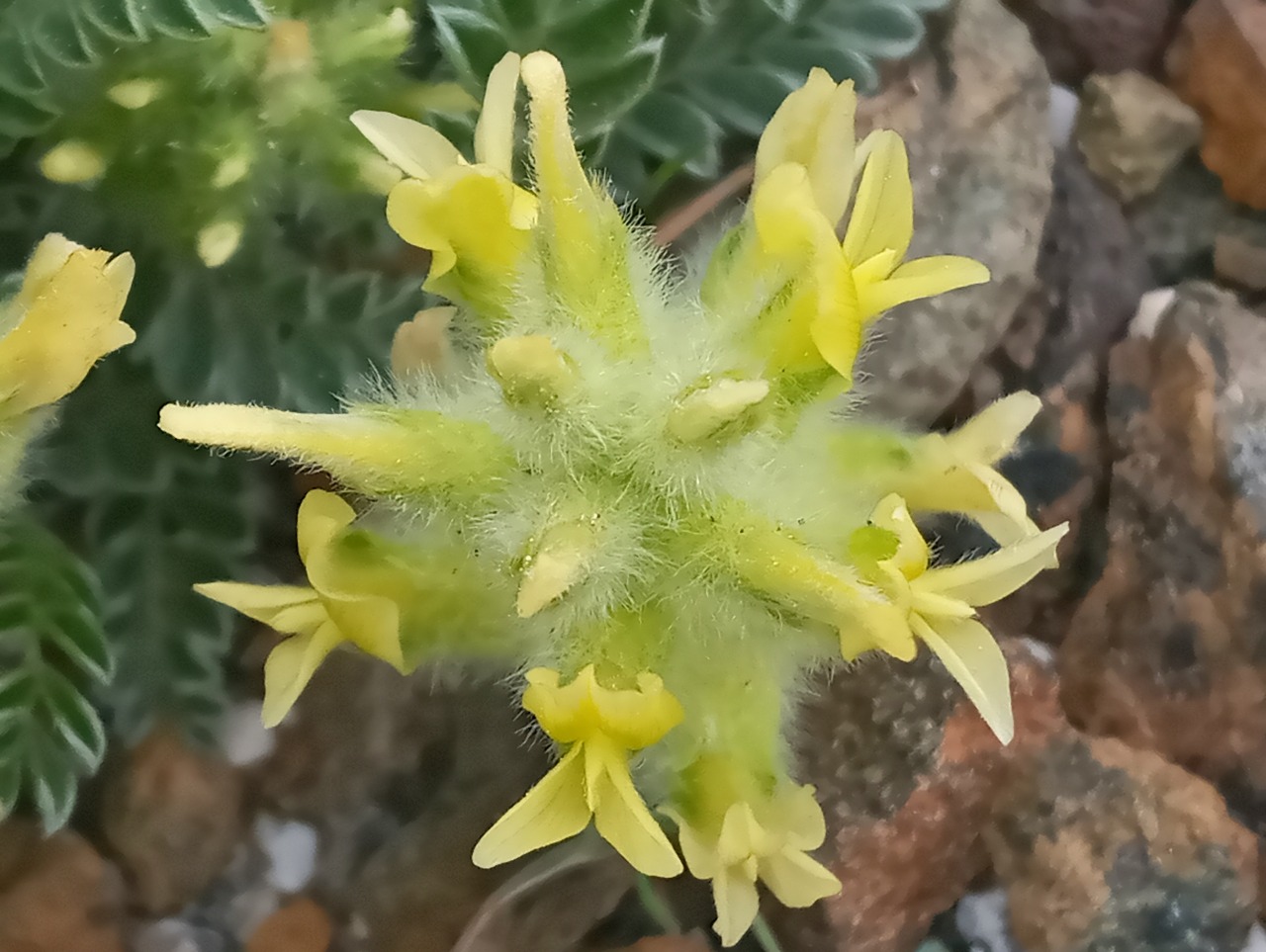 Astragalus vulnerariae