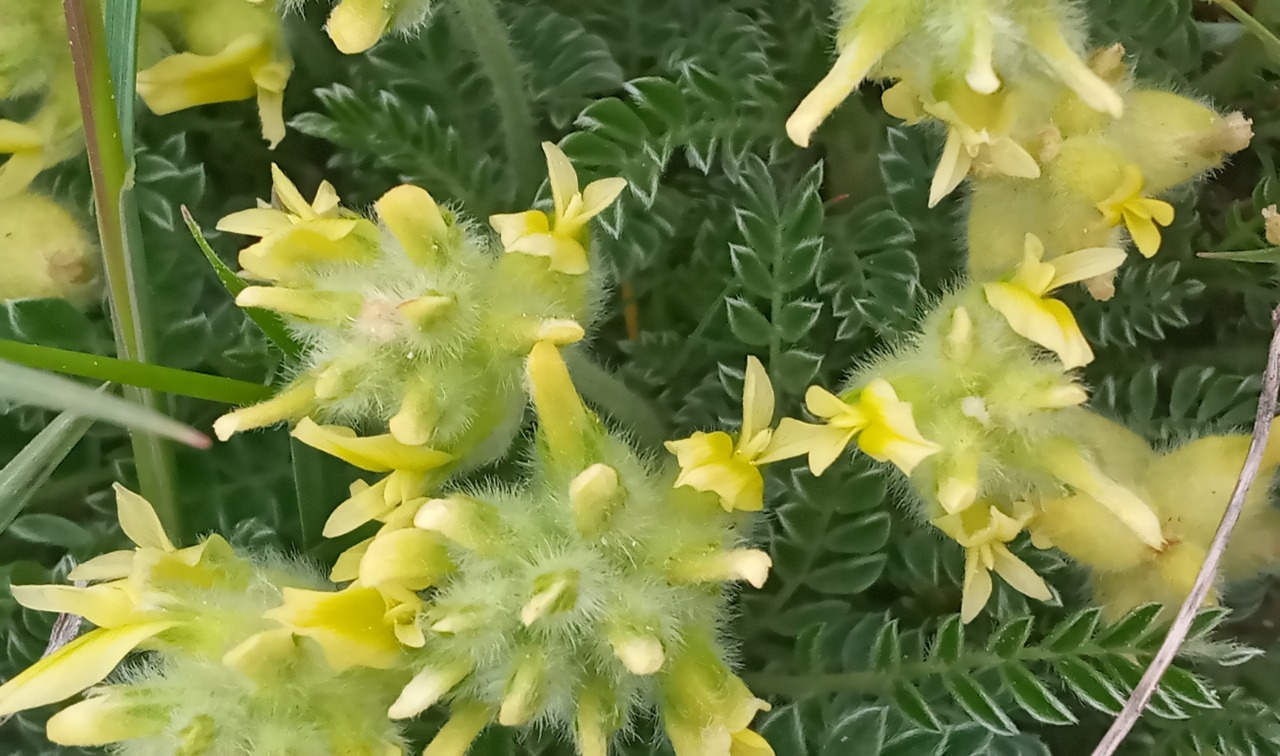 Astragalus vulnerariae