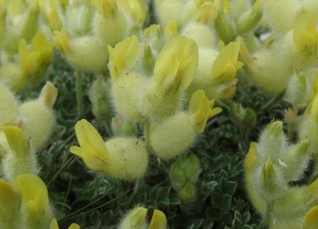 Astragalus vulnerariae