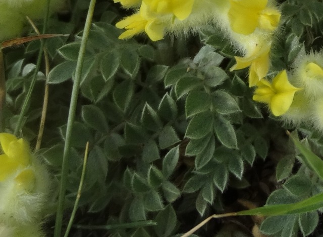 Astragalus vulnerariae