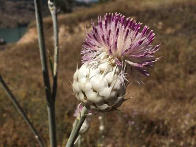 Centaurea kurdica